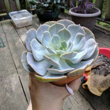 Echeveria Lilacina