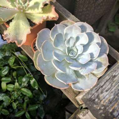 Echeveria Lilacina