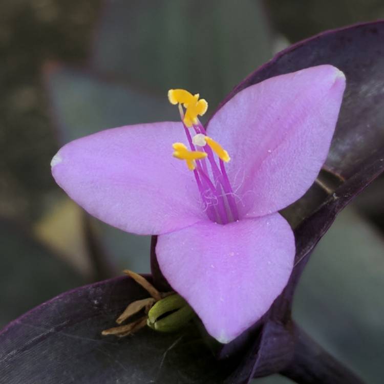 plant image 540009