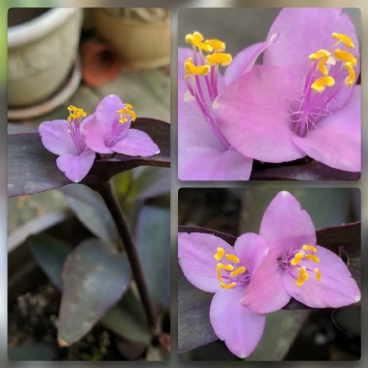 plant image 549793