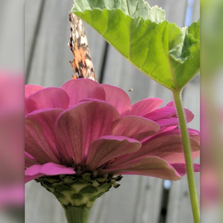 Plant image Zinnia elegans 'Purple Prince'