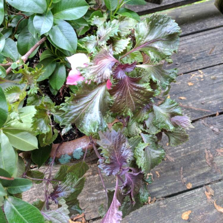plant image 551174 plant image 551174