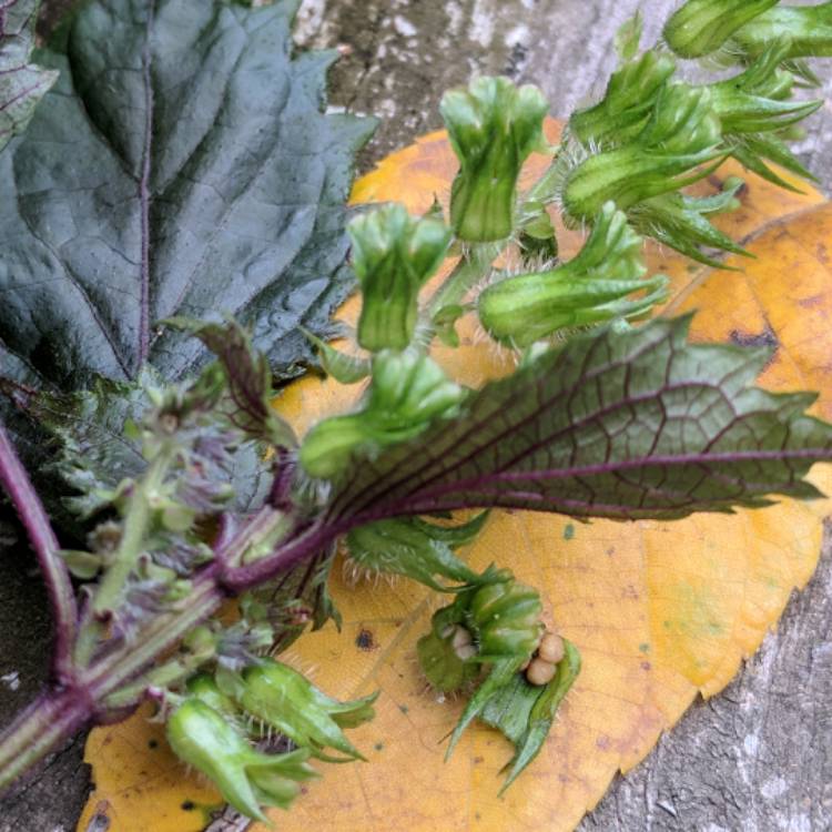 Plant image Perilla frutescens