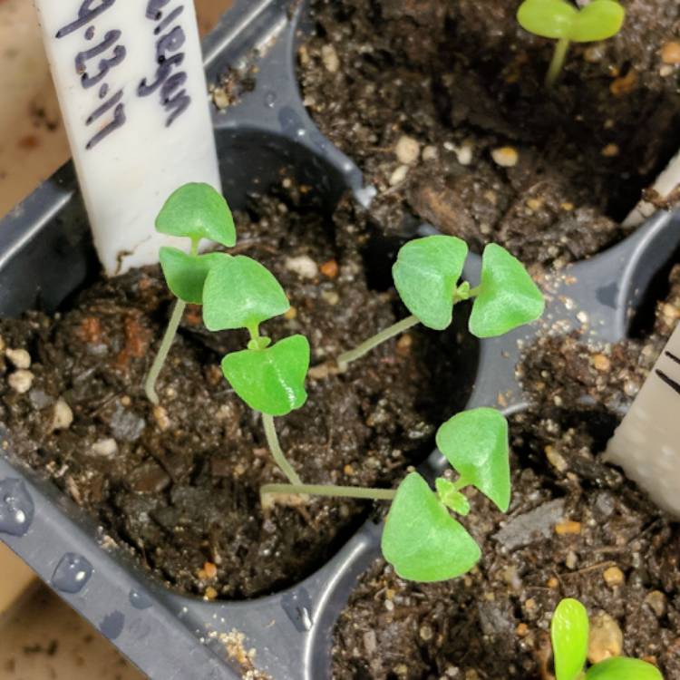 Plant image Salvia elegans 'Pineapple Sage'