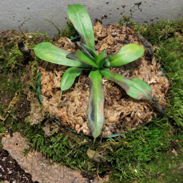 plant image 575573 plant image 575573