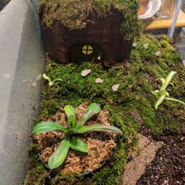 Nepenthes ventricosa