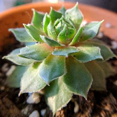 Sempervivum