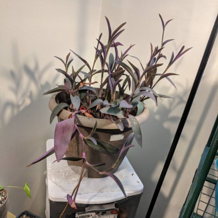 plant image 592161