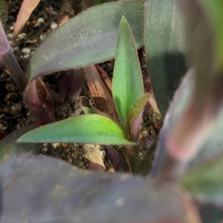 plant image 592162