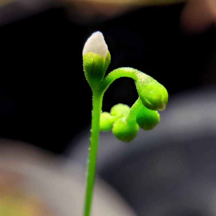 plant image 594806