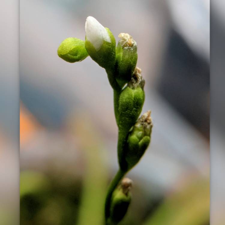 plant image 598993