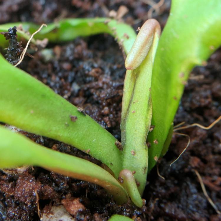 plant image 605938 plant image 605938
