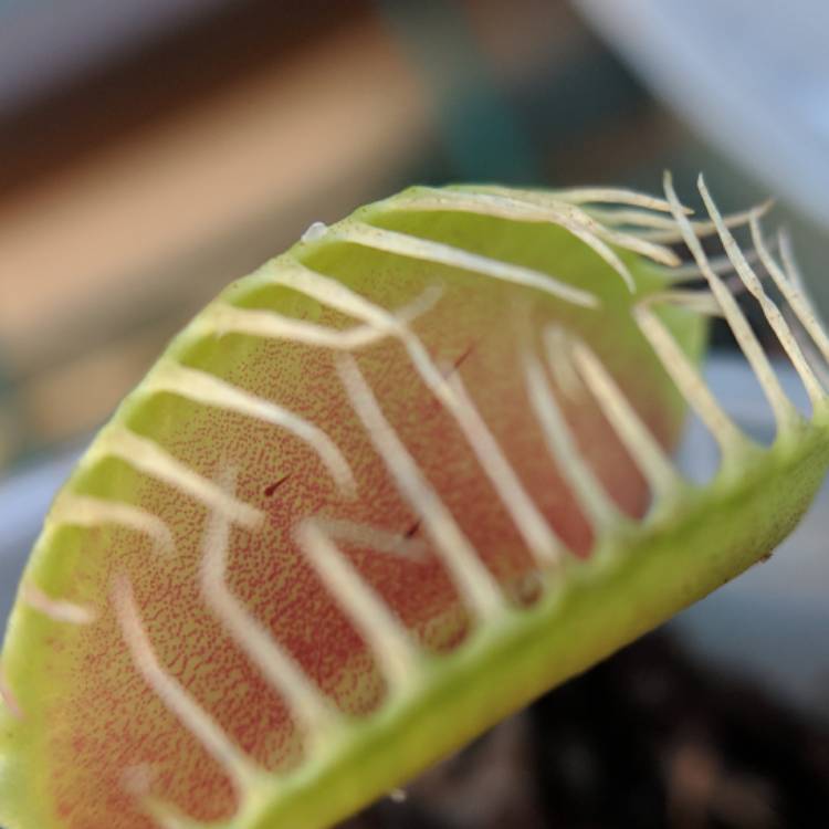 plant image 606680 plant image 606680