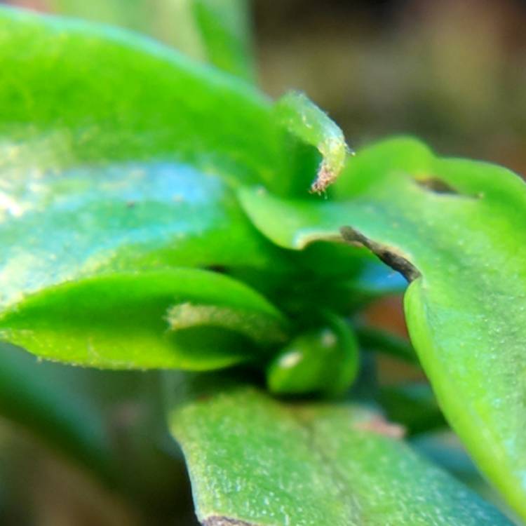 plant image 608780 plant image 608780