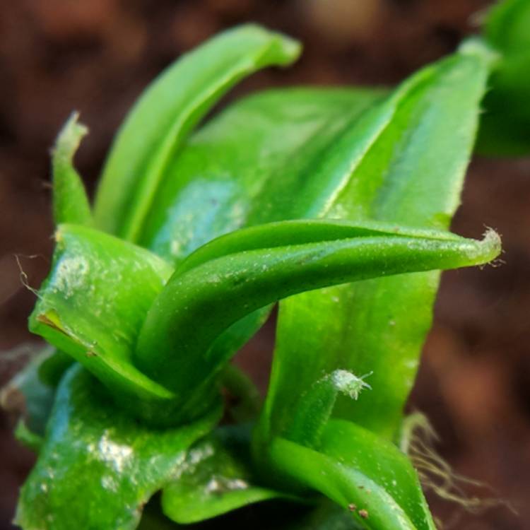 plant image 611016 plant image 611016
