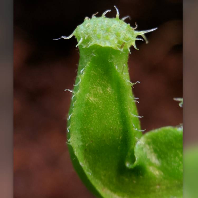 plant image 611018 plant image 611018