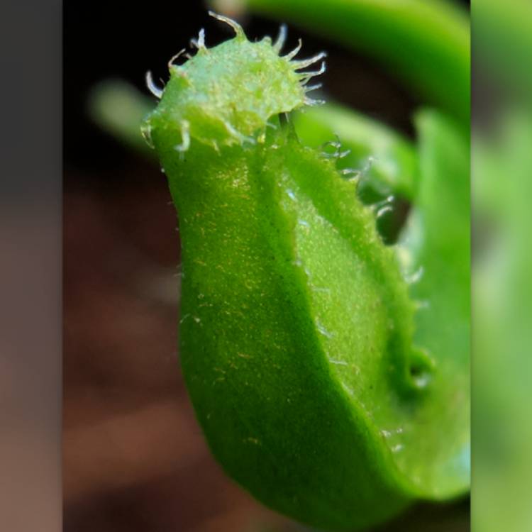 plant image 611019 plant image 611019