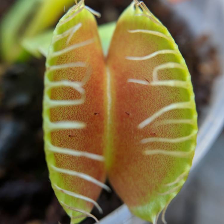 plant image 611049 plant image 611049