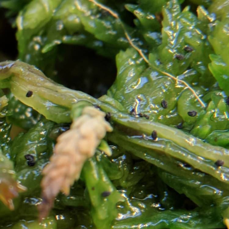 plant image 611713 plant image 611713