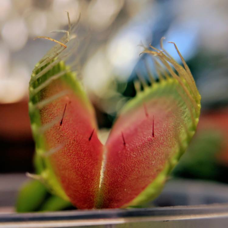 plant image 612353 plant image 612353