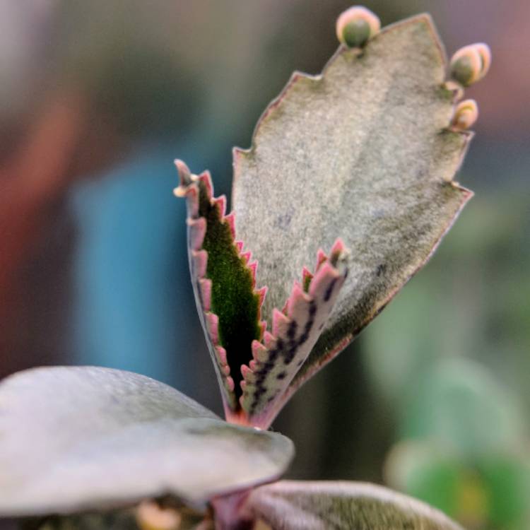 plant image 612360 plant image 612360