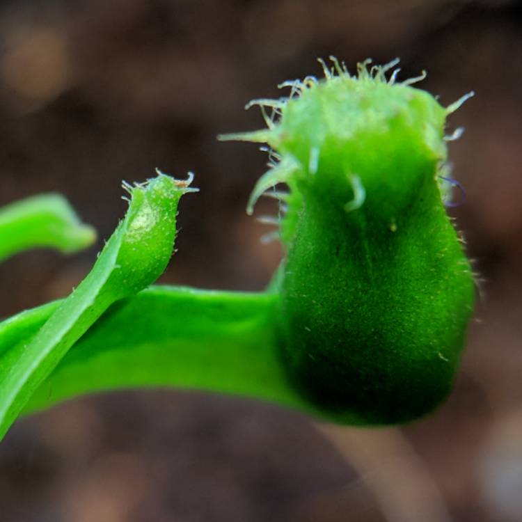 plant image 612421 plant image 612421