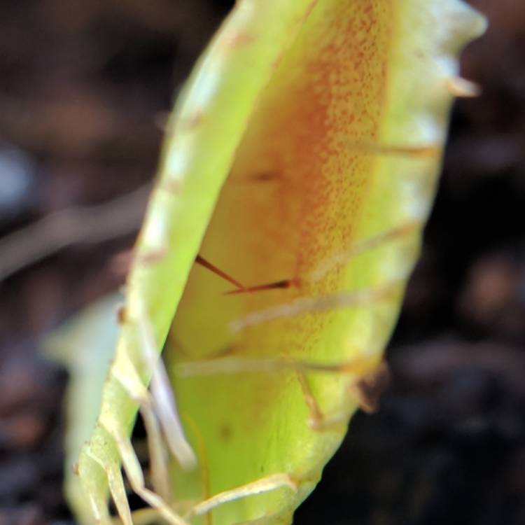 plant image 614353 plant image 614353