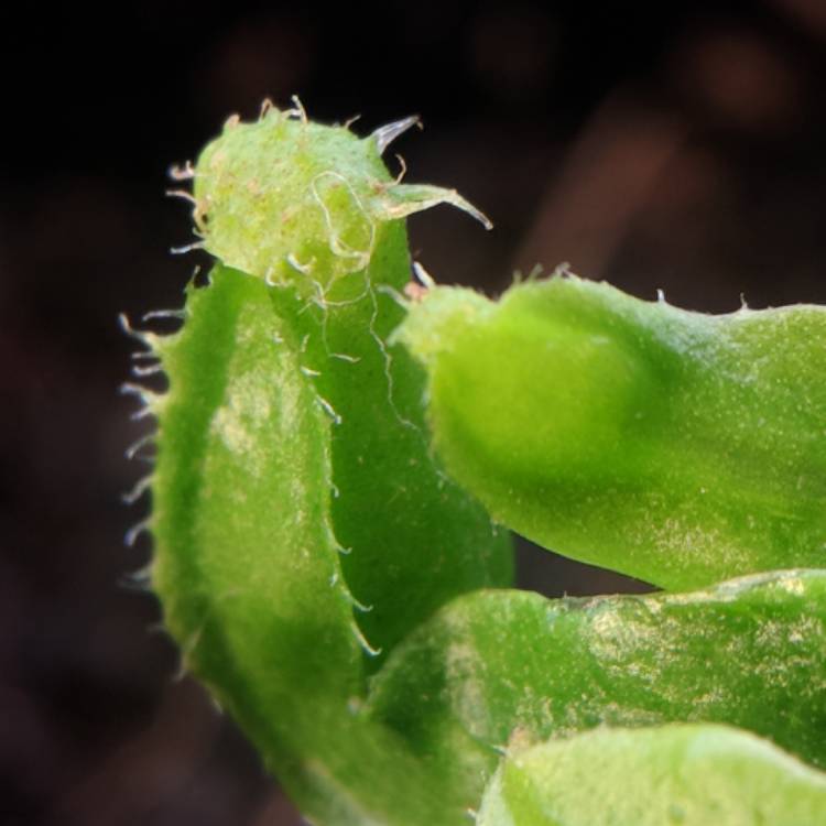 plant image 615396 plant image 615396