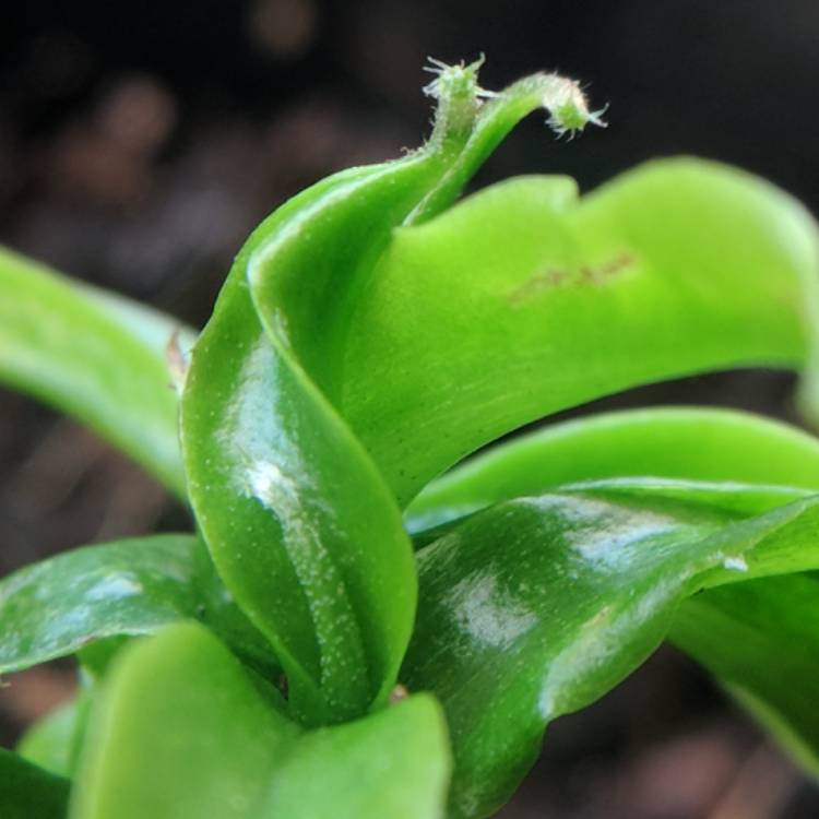 plant image 615399 plant image 615399