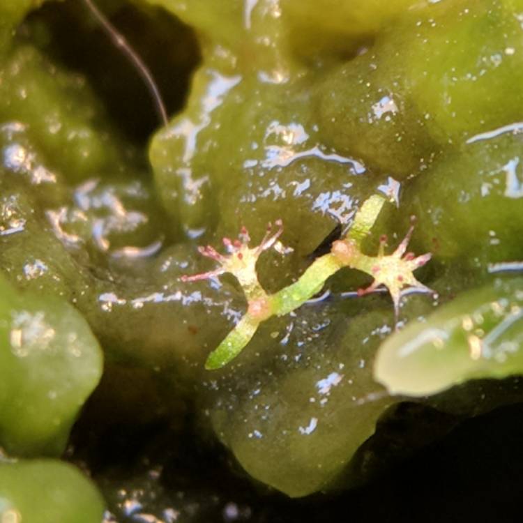 plant image 617824 plant image 617824