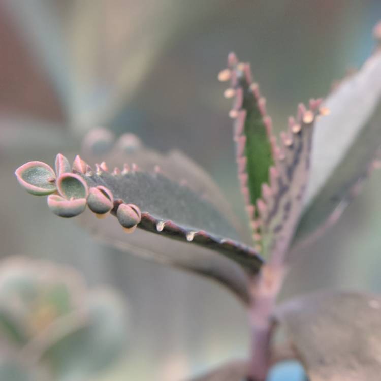 plant image 620270 plant image 620270