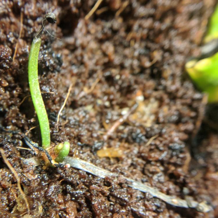 plant image 620454 plant image 620454