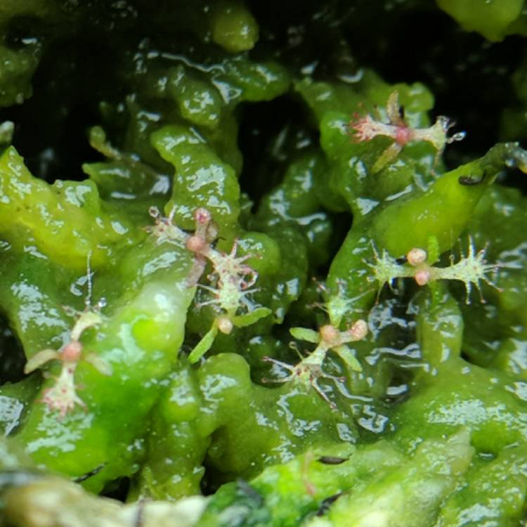 plant image 623686 plant image 623686