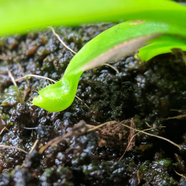 plant image 626833 plant image 626833