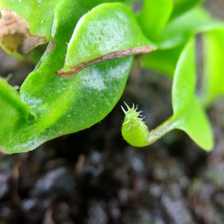 plant image 626835 plant image 626835