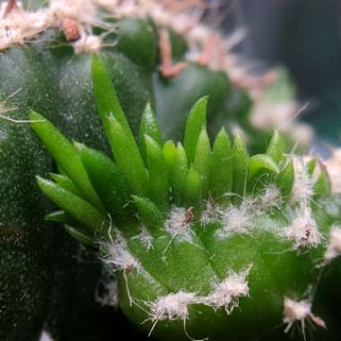 Opuntia subulata Cristata