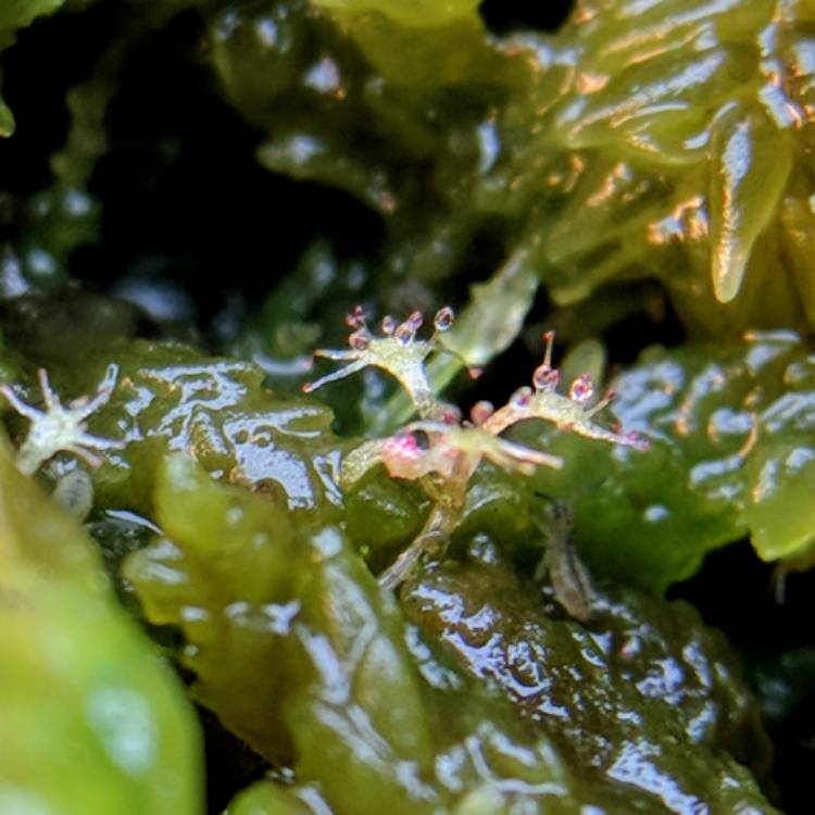 plant image 628310 plant image 628310