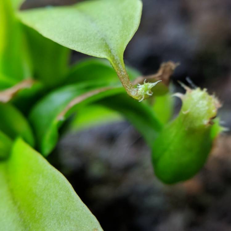 plant image 629227 plant image 629227
