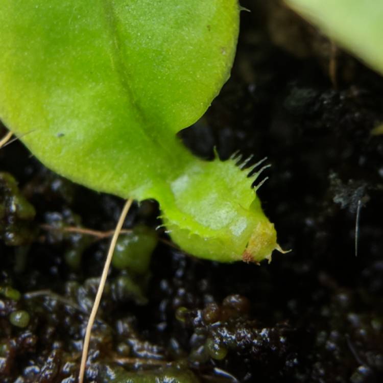 plant image 629228 plant image 629228