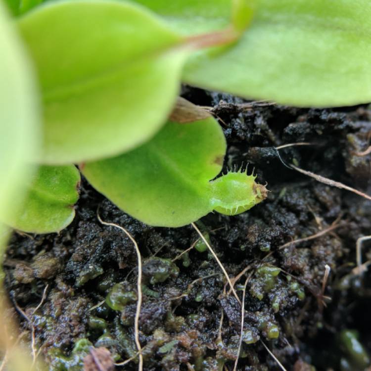 plant image 631397 plant image 631397