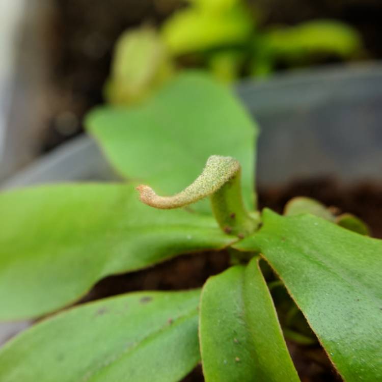 plant image 632936 plant image 632936
