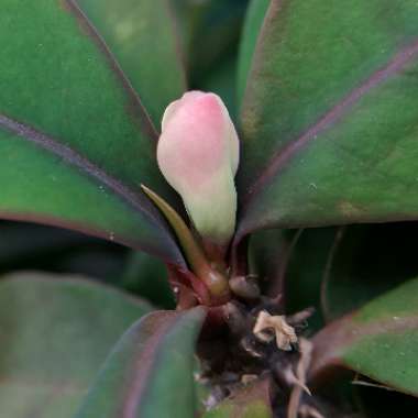 Euphorbia milii - Miniature Variety