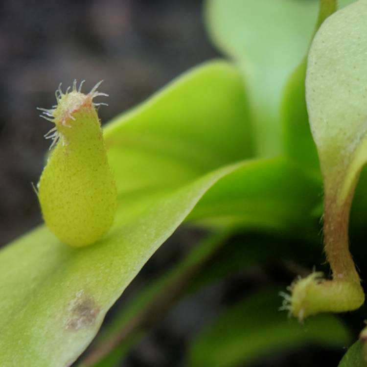 plant image 635107 plant image 635107