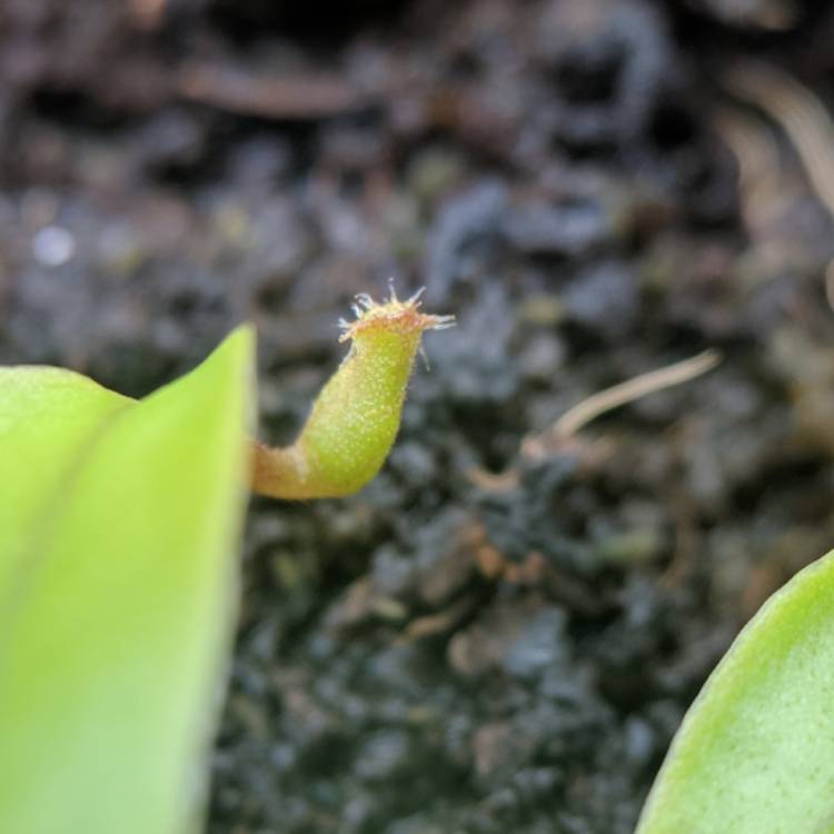 plant image 635109 plant image 635109
