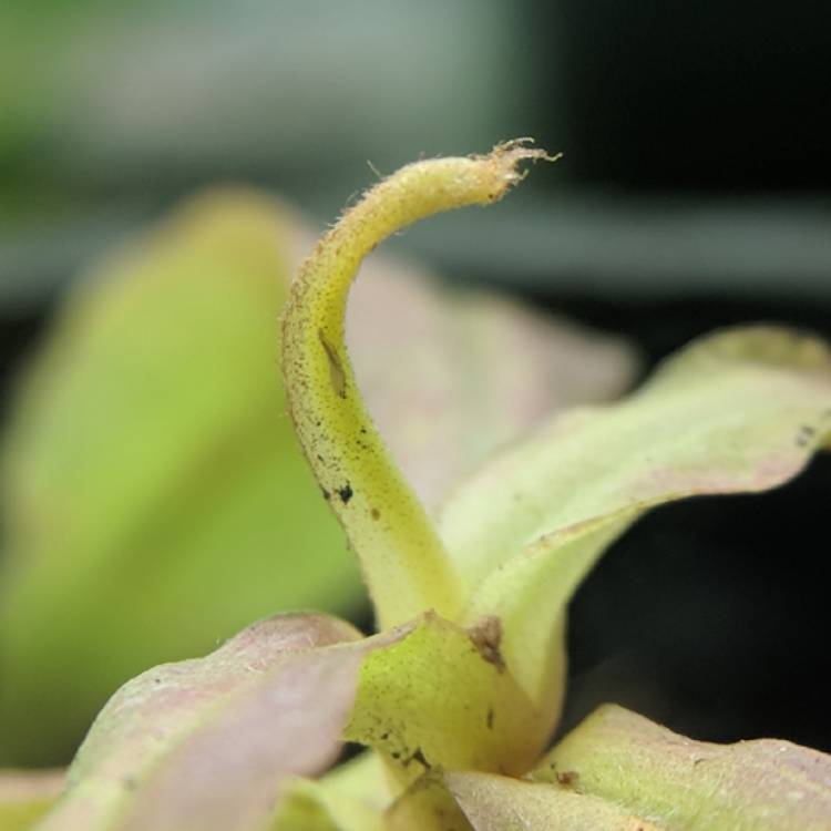 plant image 635111 plant image 635111