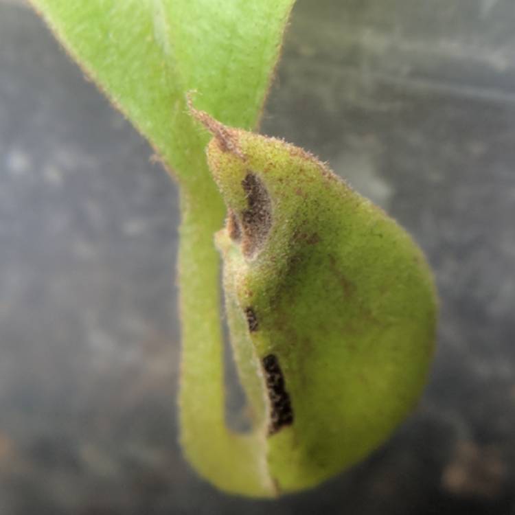 plant image 635115 plant image 635115