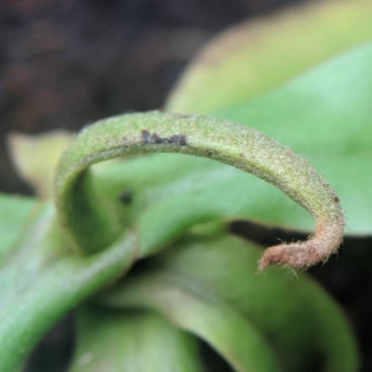 plant image 635117 plant image 635117