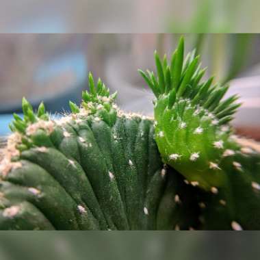 Opuntia subulata Cristata