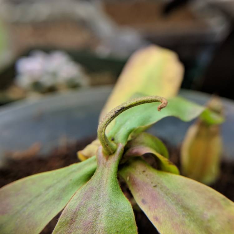 plant image 635924 plant image 635924