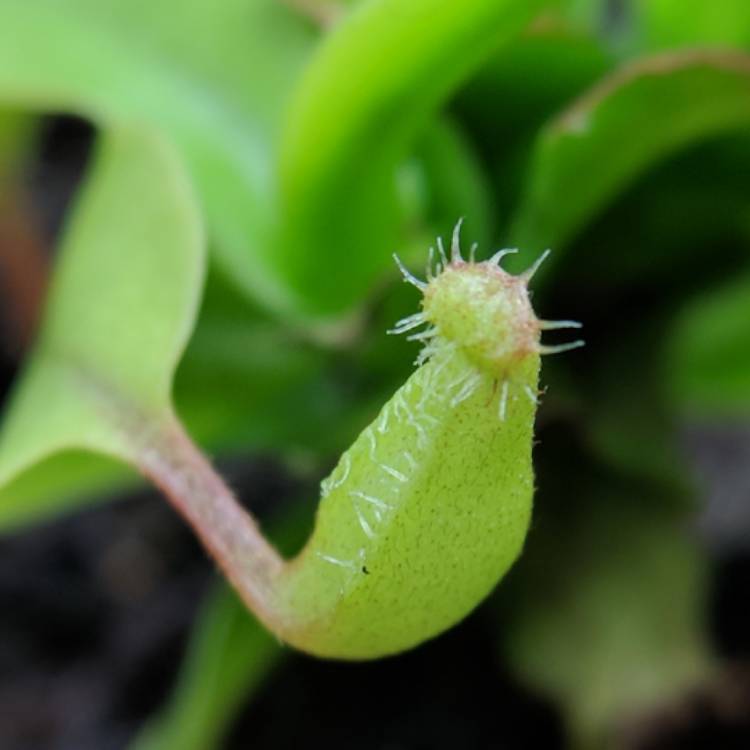 plant image 636399 plant image 636399